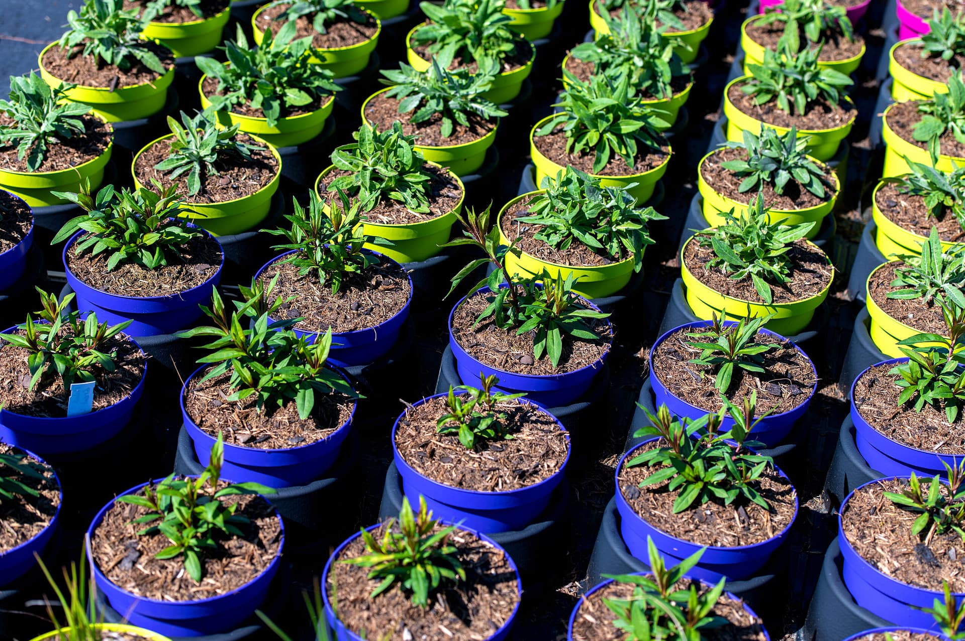 Seedlings nursery is encouraged the growth of seeds and young plants
