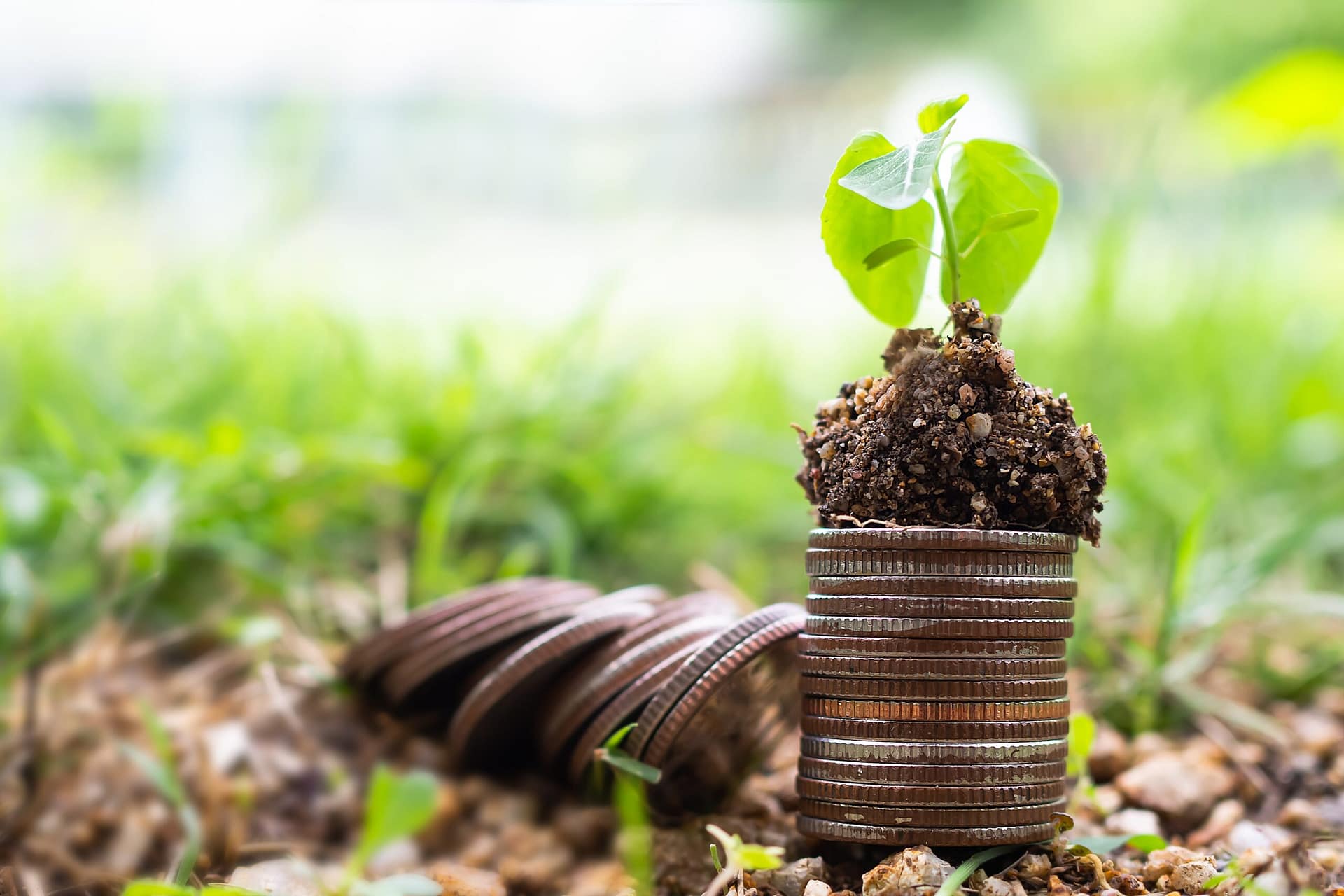 money-growth-small-tree-on-stack-coin-and-soil-wi-2026-01-08-05-42-40-utc